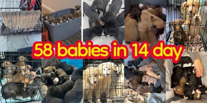 Rescue Rehome Repeat hosting urgent fundraiser amid high puppy volume