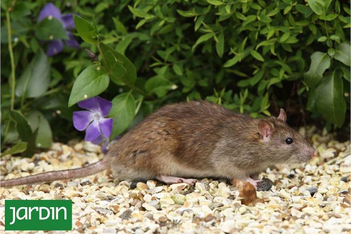 Antiplagas. Estas plantas funcionan como un repelente natural para alejar reptiles y roedores del jardín