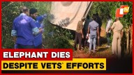 Female Elephant Dies In Chandaka While Undergoing Treatment, Herpesvirus Suspected