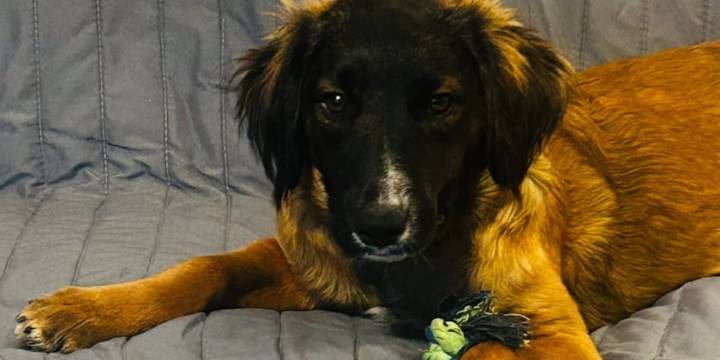 NFR Maine: Meet Raya!