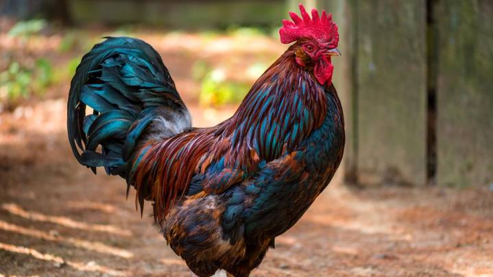 Orangeburg updates animal control laws after 50 years; restricts roosters, enhances safety measures