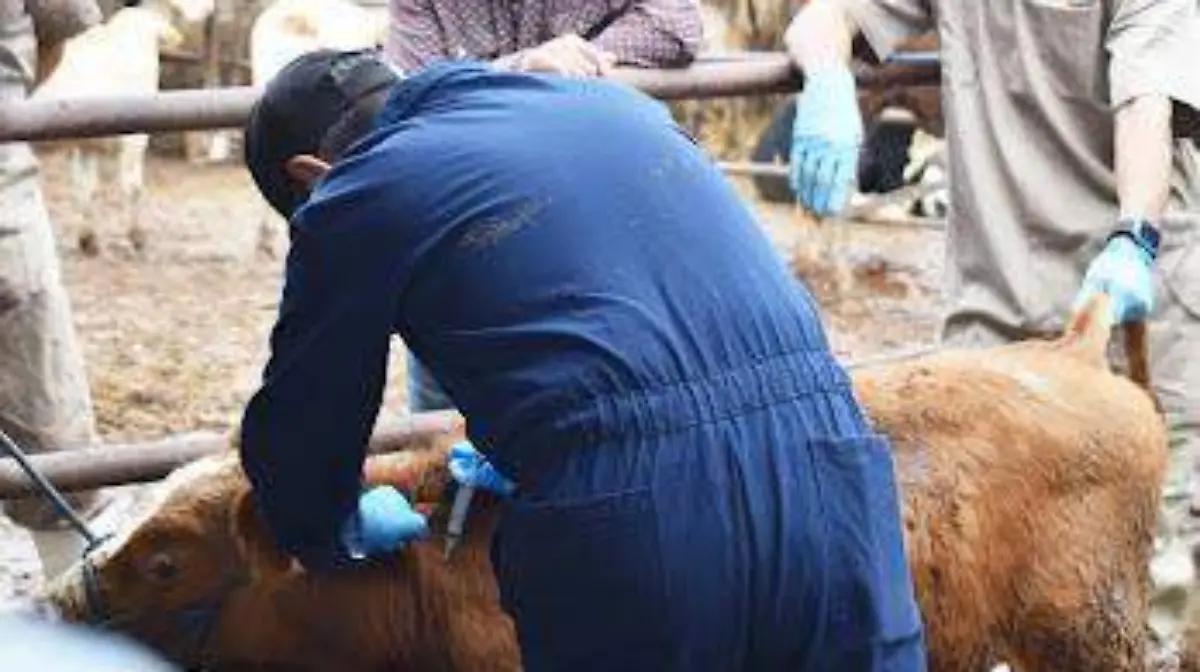 Aún no hay fecha para apertura de la frontera con EU al ganado mexicano