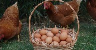 ¿Qué pasa con los huevos camperos si las gallinas están confinadas?