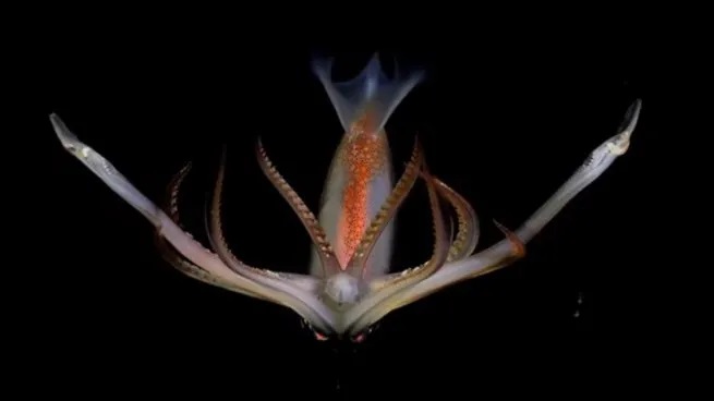 Nuevo stream del CONICET: cuándo comenzará la nueva misión en el mar Argentino y cómo verla