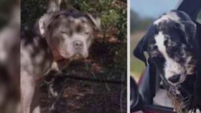 Parents sue DeLand HOA after dogs maul 8