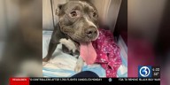 Waterbury police investigating after pregnant dog in labor tied to pole