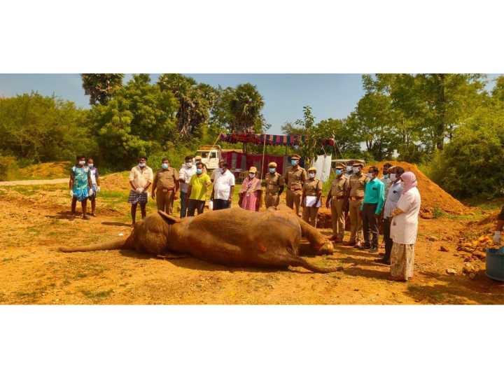Ailing 64-year-old elephant Indira dies in Trichy