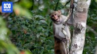 Monkey escape in Mississippi gives a glimpse into the secretive world of animal research