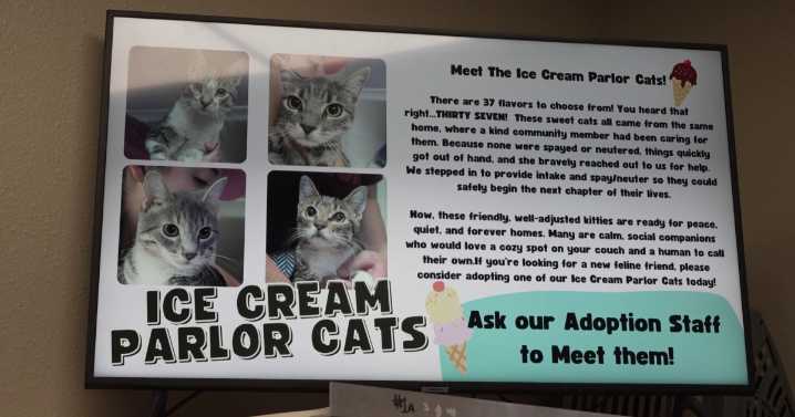 37 cats dropped off at Lewis & Clark Humane Society