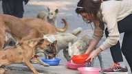 Mumbai Housing Societies Divided Over Feeding Stray Animals; BMC Steps In After Clashes At Kalpataru Radiance