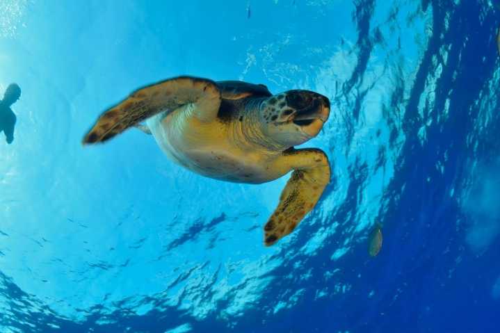 Dorsal de Nasca: La controversia judicial que expone el doble discurso frente a la pesca industrial