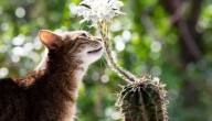 Científicos revelan la primera evidencia de comunicación acústica entre plantas y animales