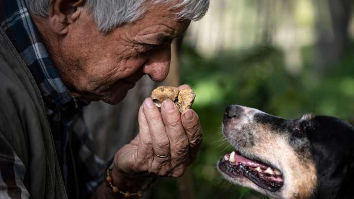 How not to train a truffle dog