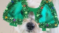 Arizona pets decked out for the holidays
