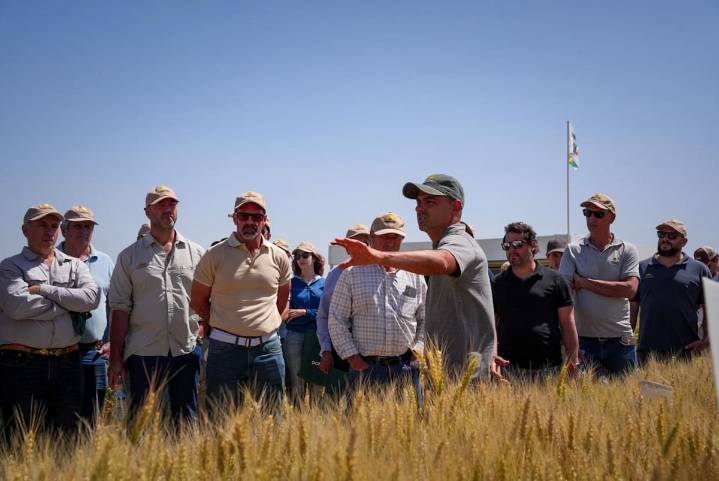 Campaña histórica. El trigo sorprende en amplias regiones con rindes superiores a los 6000 kilos