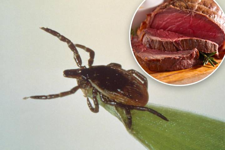 What is alpha-gal syndrome? New concern about tick