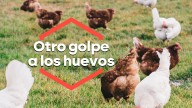 La gripe aviar pone en jaque a las gallinas y amenaza con una nueva subida del precio de los huevos