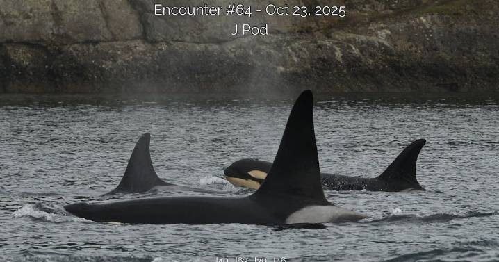 Orca calf
