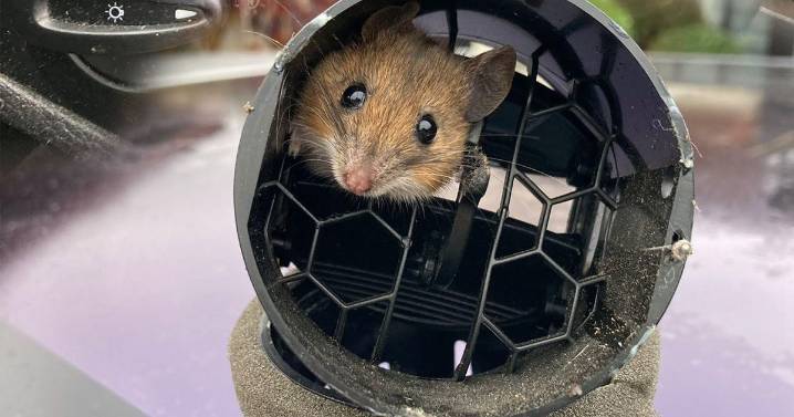 Monster rats are feasting on Elon Musk's Teslas due to 'peanut