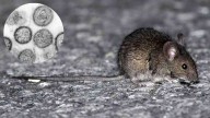 Alerta sanitaria en Bariloche: confirman un caso de hantavirus y activan protocolos