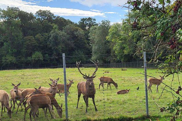 Anger over ‘callous killing’ of stag which was found beheaded
