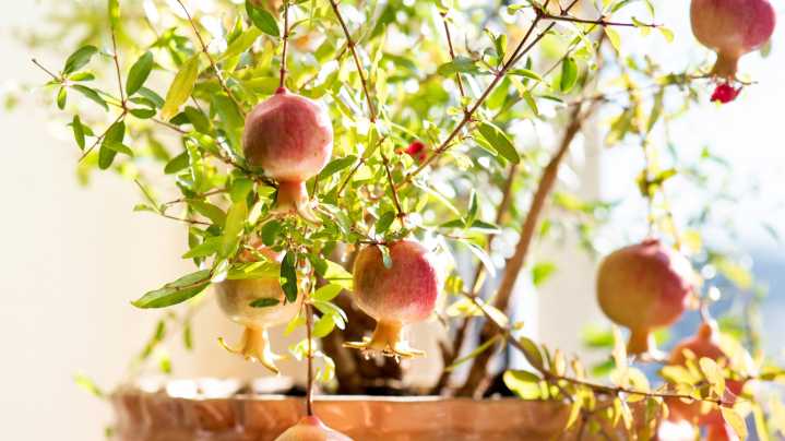 The Best Compact Pomegranate Tree Varieties To Grow Indoors
