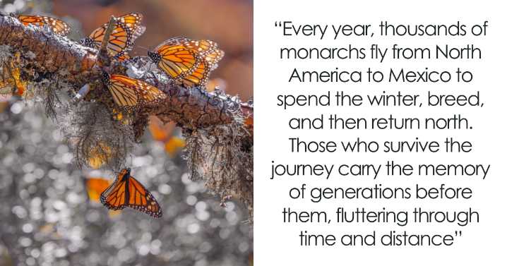 Among A Sea Of Monarch Butterflies In Mexico — The Most Magical Thing I’ve Ever Seen (35 Pics)