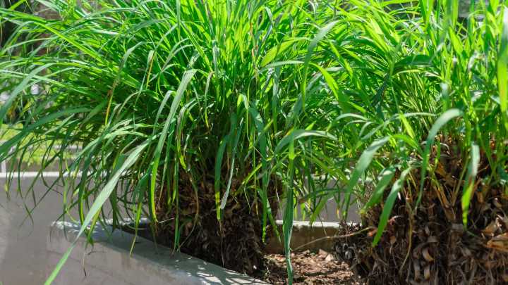 La planta que llena de perfume el jardín y repele los mosquitos