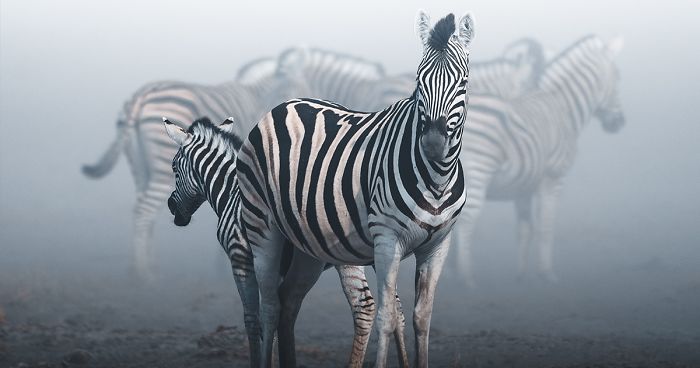 30 Of The Best Photos From Our #Wild2020 Contest To Brighten Your Day