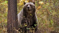 Grizzly attacks schoolchildren, teachers on a walking trail in Canada