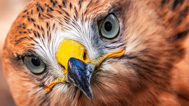 9 Largest Birds in North America: Endangered Species and Predators