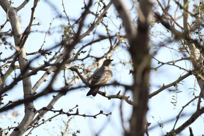 Registran por primera vez presencia del clarín norteño en el Parque Central