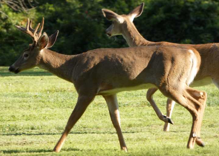 Tips for hunting and safe driving, with Pennsylvania’s deer rut peaking