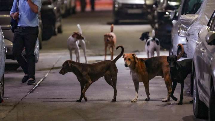 ‘Move stray dogs from schools, hospitals to shelters’: SC cracks down on canine menace
