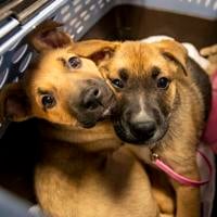 Tucson's PACC shares pet safety tips for Thanksgiving