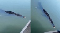 Enorme lagarto en el Río Bravo; así fue captado nadando el reptil
