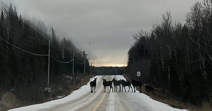 Northern Ont. moose herd photo goes viral