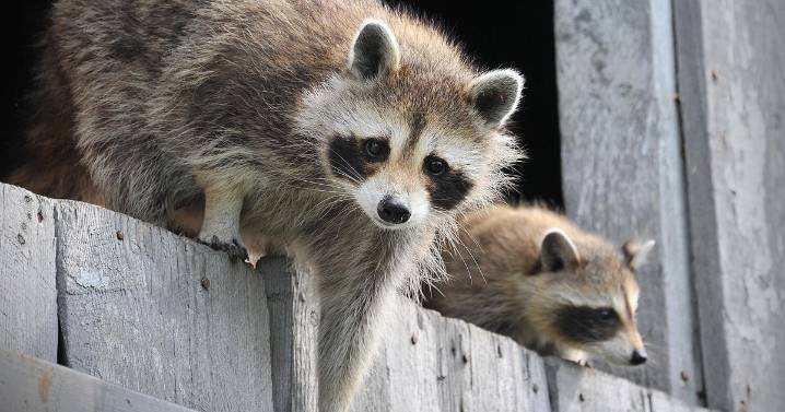 Raccoons have endless buffet of urban trash; new evidence hints it could spark domestication