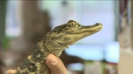 ‘We saved the little guy’: Man who rescued alligator from Charles River reunites with reptile