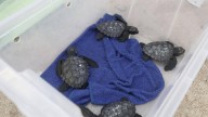Más de 30 tortugas regresan al mar entre aplausos en la playa de Can Pere Antoni