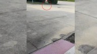 Unexpected Tiny Visitor Outside The Station Brings Joy To Florida Fireman
