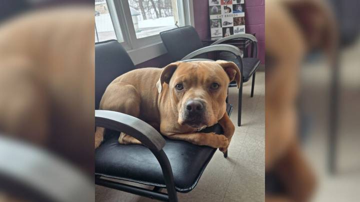 Ohio Rescuers Refuse To Give Up On Dog Who’s Spent 419 Days Waiting For Love