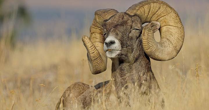 Shutterties: The ties between hunting and photography