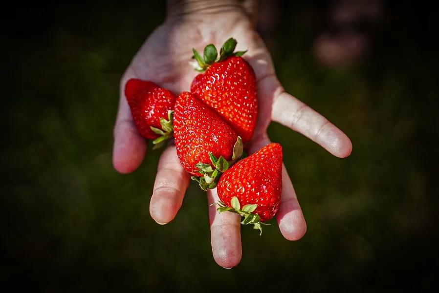 Buenos Aires es la principal productora de frutillas del país