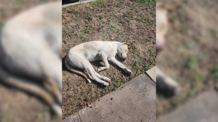 California Dog Refuses To Give Up On His Owners After Abandonment, Watching Every Yard He Can
