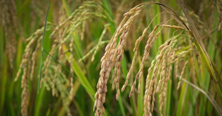 Congreso de EU cierra filas para blindar el T