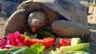 Murió Gramma, la tortuga de Galápagos que vivió 141 años