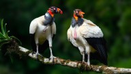 7 Ugliest Bird Species: Evolutionary Qualities That Aren't So Pretty