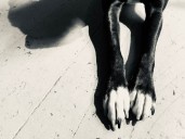 Man charged after pregnant dog found with bullet wounds in a field