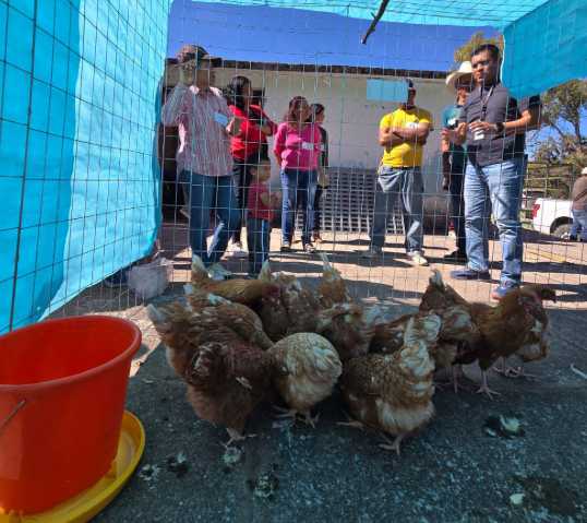 Impulsan autosuficiencia con granjas de gallinas ponedoras en comunidades rurales